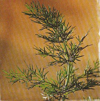 JT Kräuter Dill.jpg